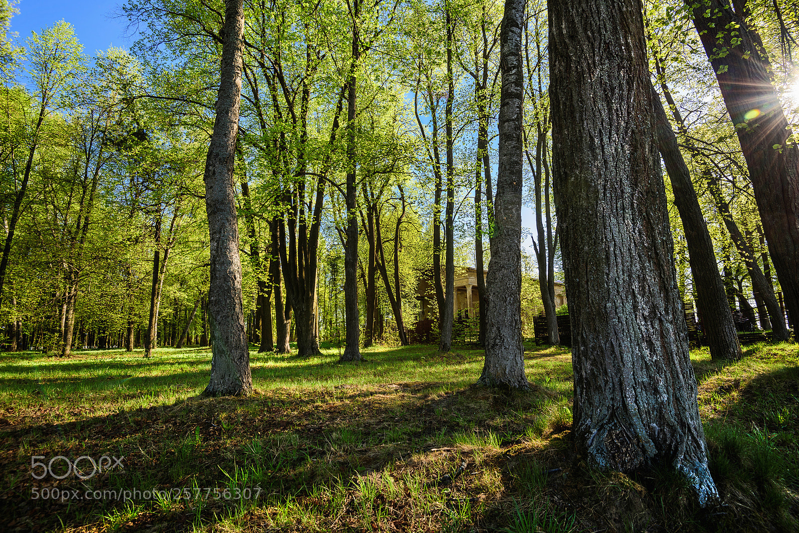 Nikon D810 sample photo. Springtime photography