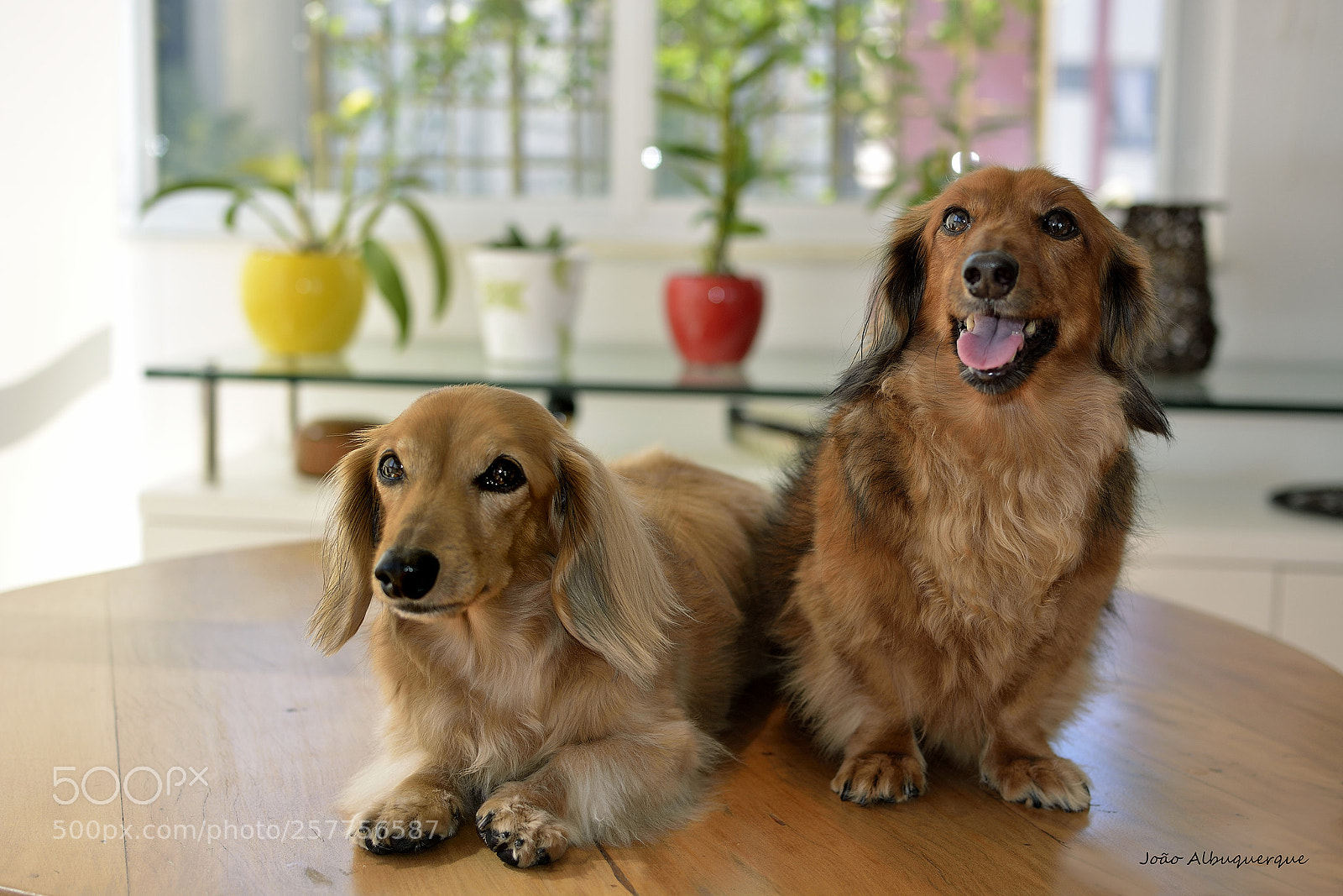 Nikon D5200 sample photo. Ona & bella dachshund ladies photography