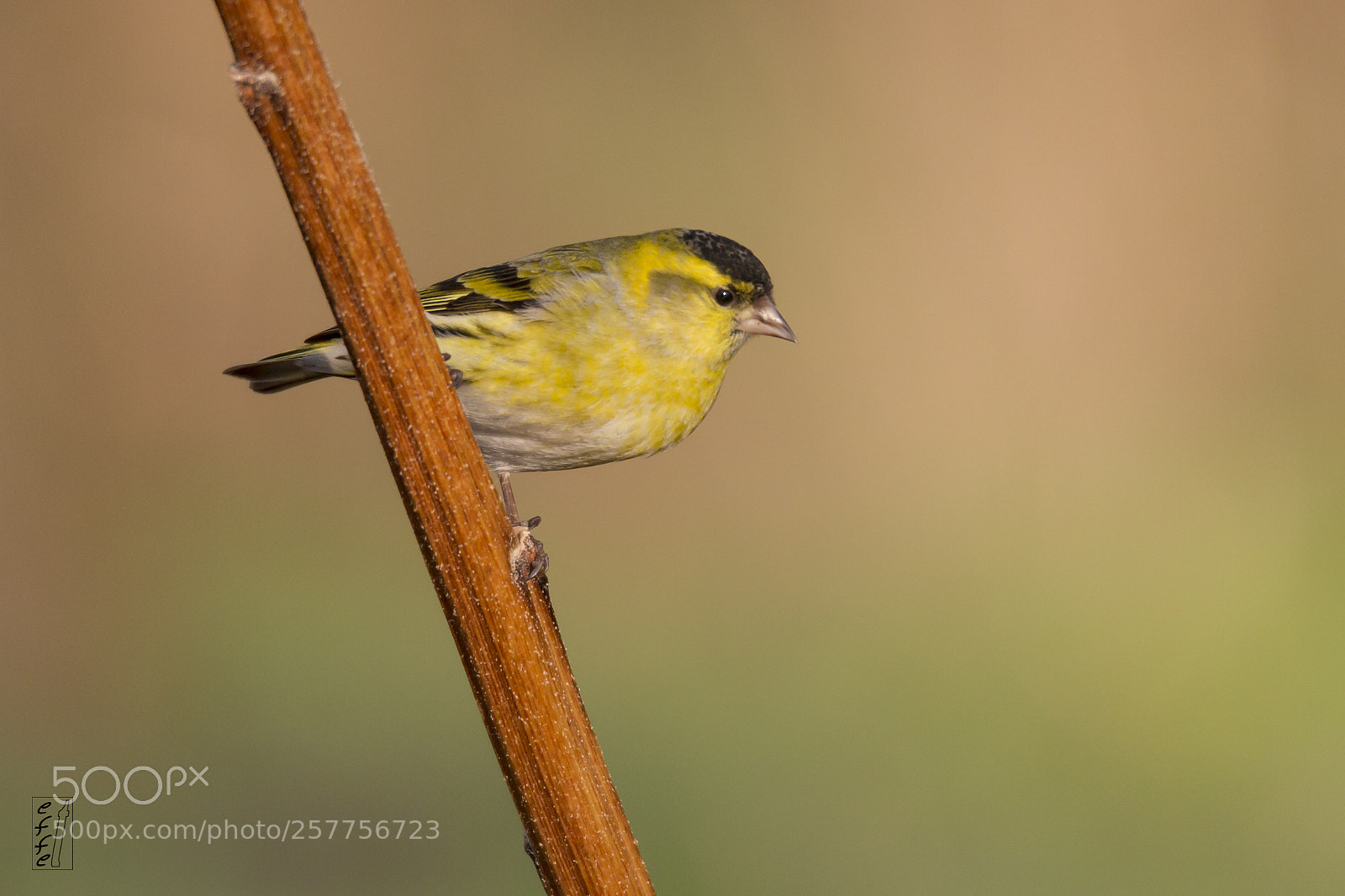 Canon EOS 7D sample photo. Siskin (male) photography