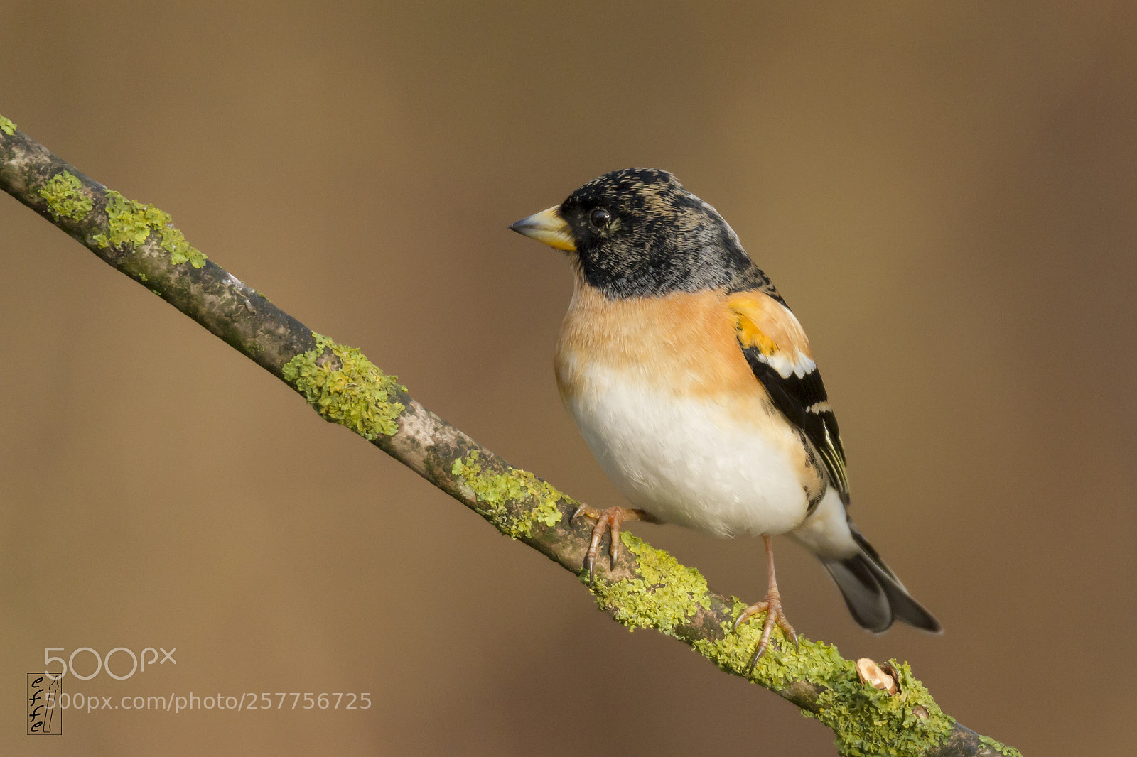 Canon EOS 7D sample photo. Brambling (male) photography