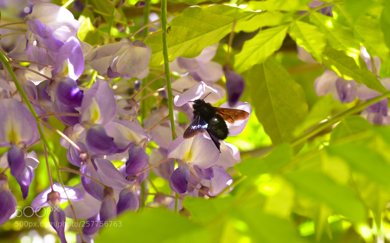 Nikon D5600 sample photo. Butinage photography