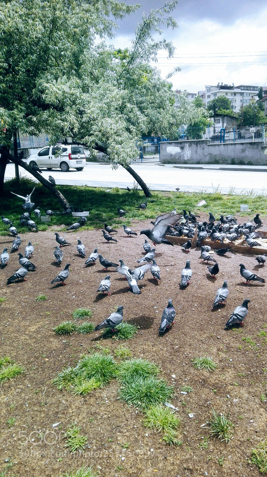 HUAWEI P8 Lite sample photo. Pigeons of ankara in photography
