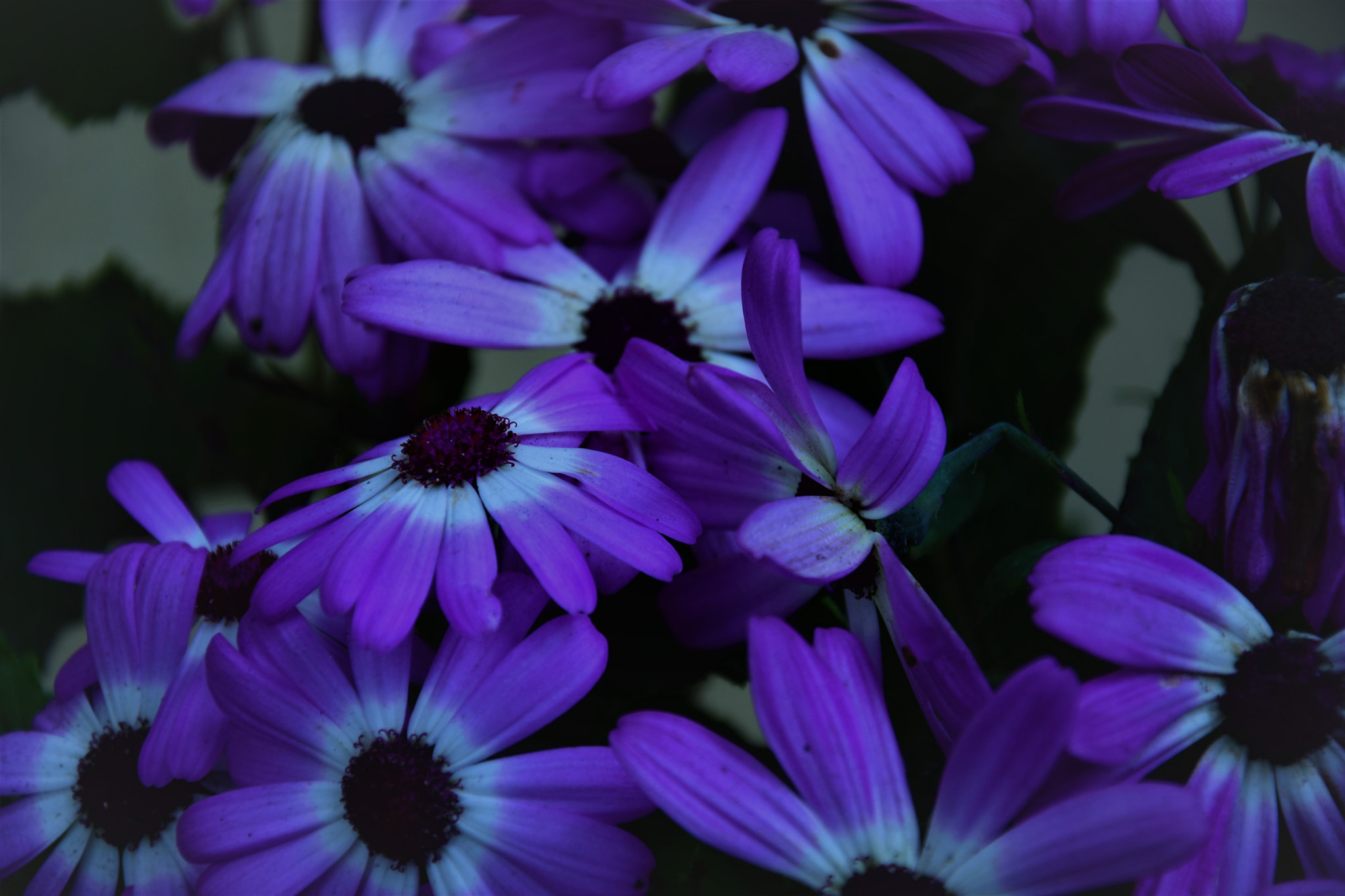 Nikon D7200 sample photo