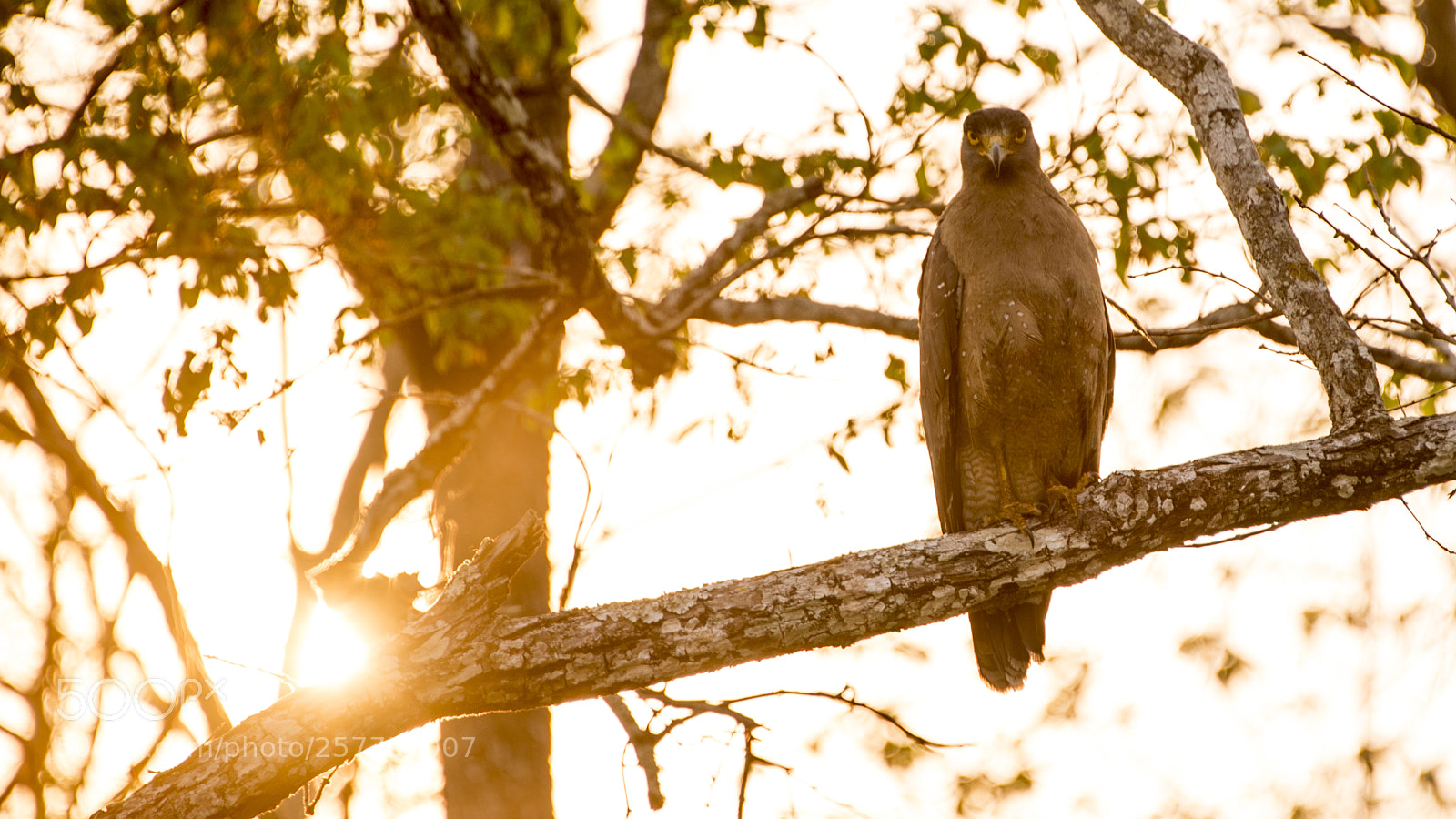 Nikon D750 sample photo. Watching you photography