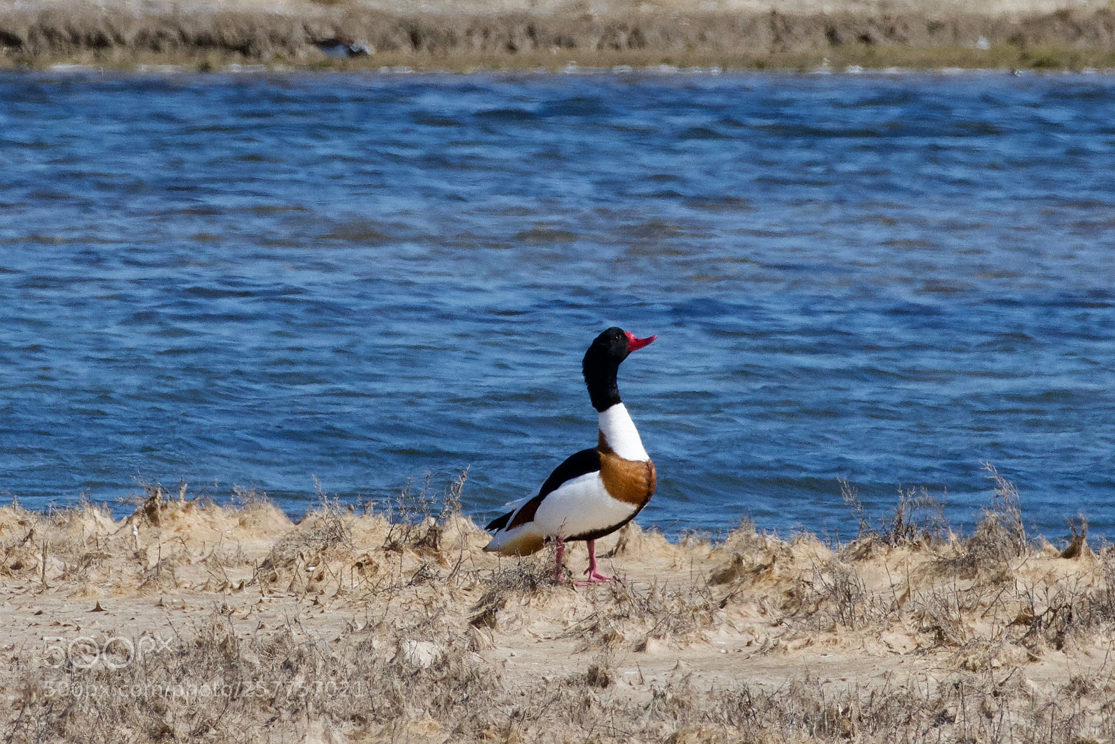 Nikon D7200 sample photo. Tadorne de belon photography