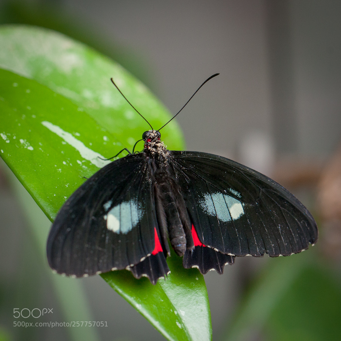 Canon EOS 5D Mark II sample photo. Butterfly photography