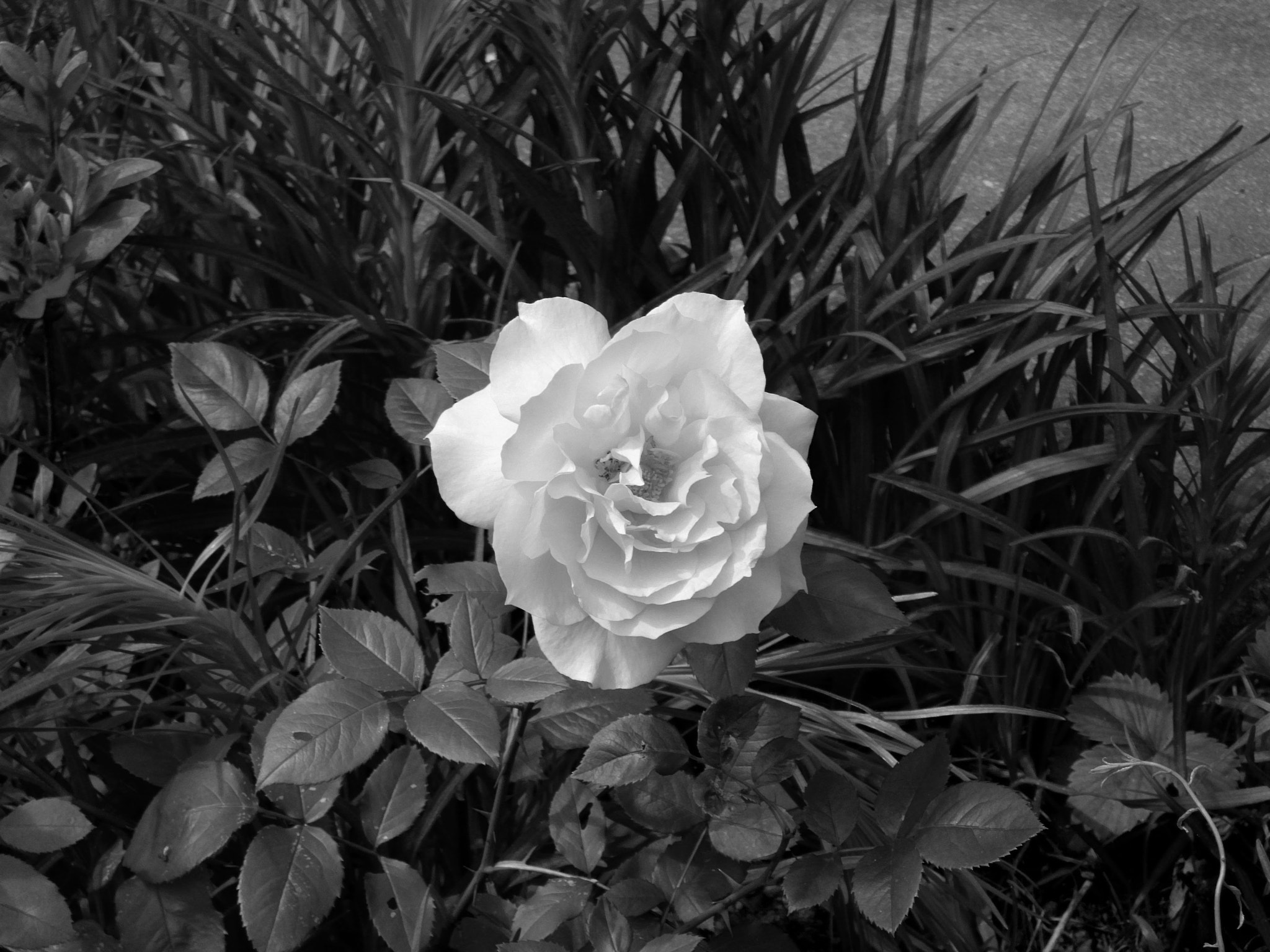 Polaroid i1036 sample photo