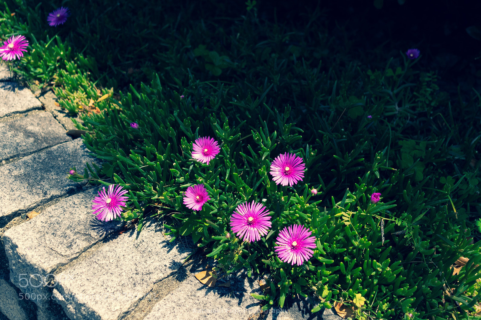 Olympus OM-D E-M1 sample photo. Shadow photography