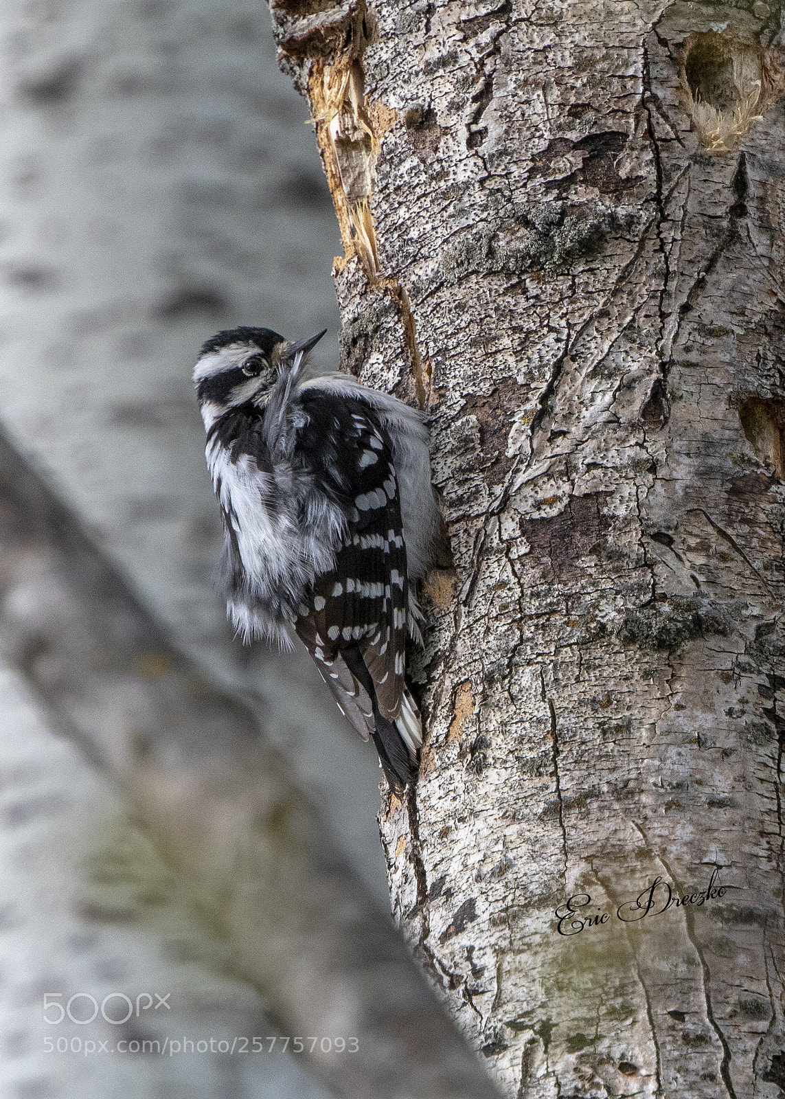 Canon EOS 5D Mark IV sample photo. Fluffy downy woodpecker photography