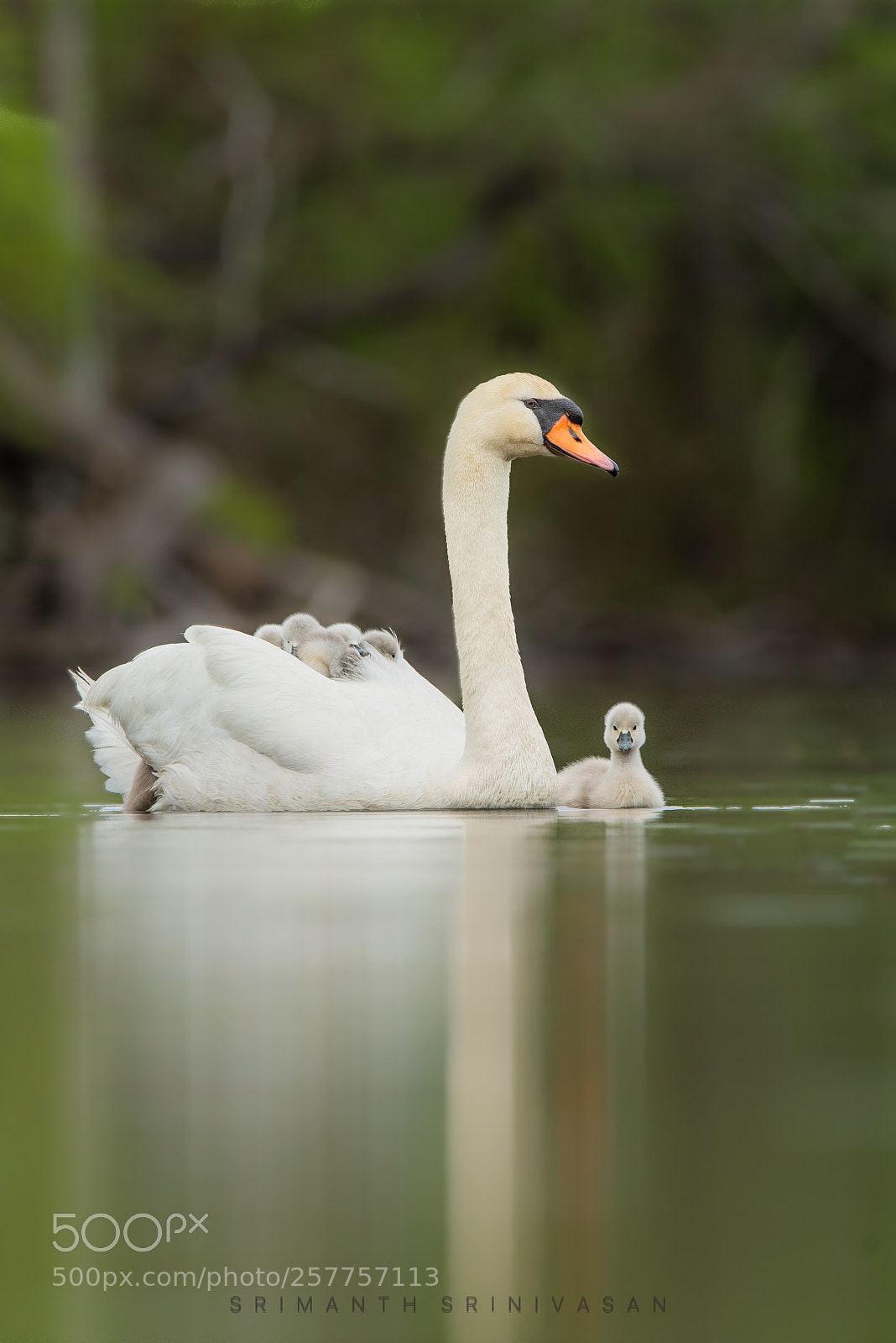 Nikon D610 sample photo. Happy mothers day photography