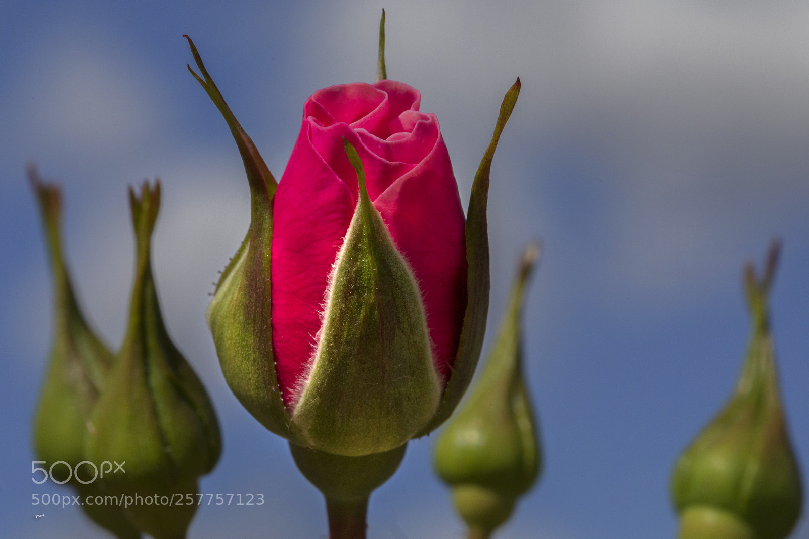 Canon EOS 5D Mark IV sample photo. Rose photography