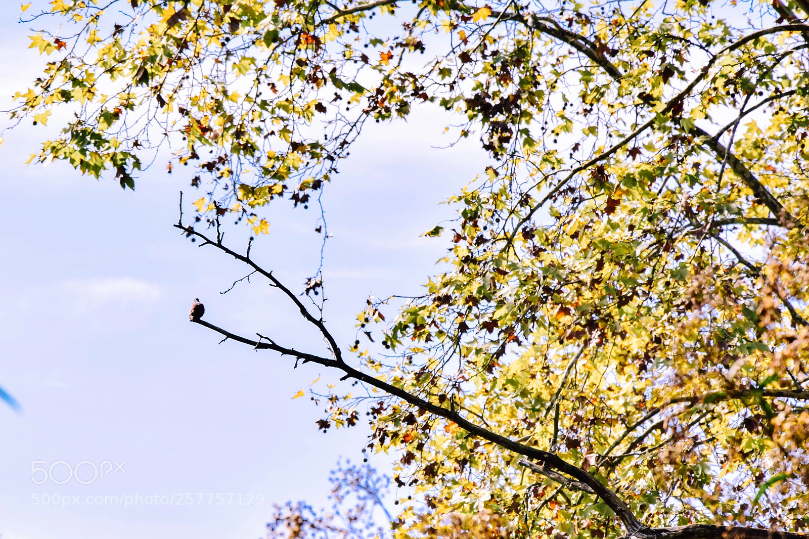 Nikon D5300 sample photo. Bird photography