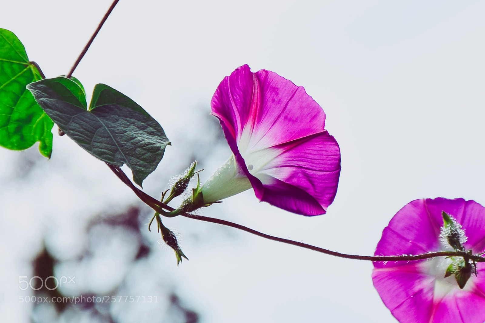 Nikon D5300 sample photo. Flower photography