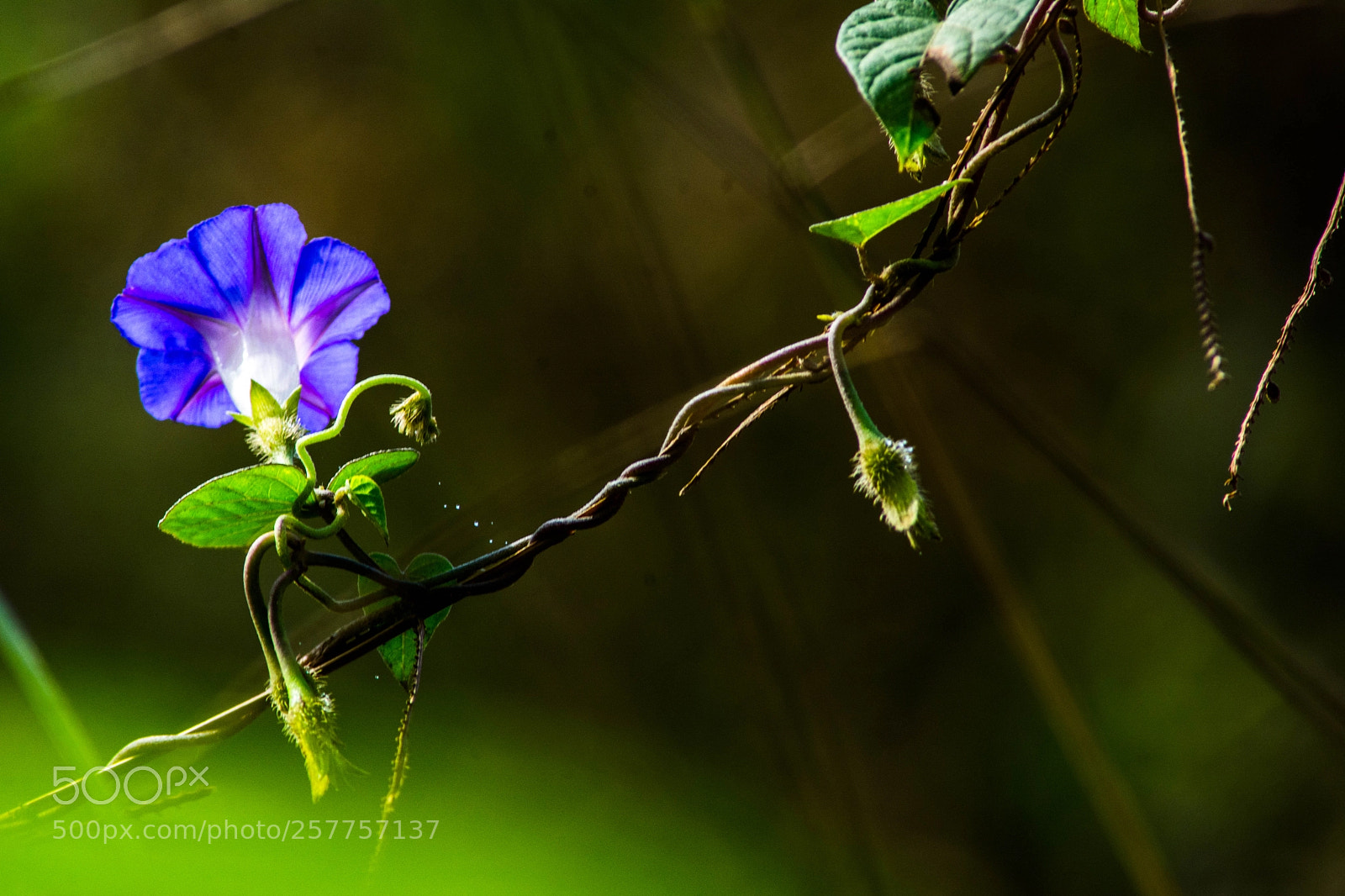 Nikon D7100 sample photo. Flower 2 photography