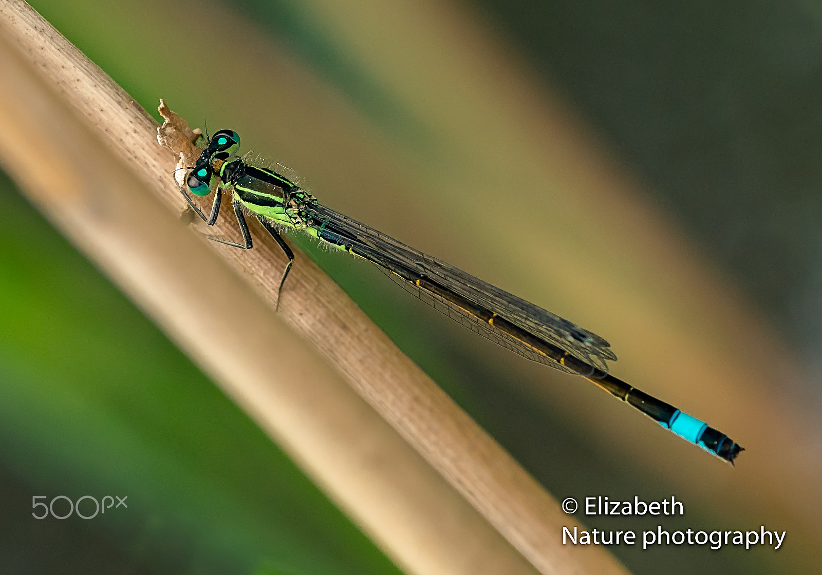 Sigma 105mm F2.8 EX DG OS HSM sample photo. Young common bluetail photography