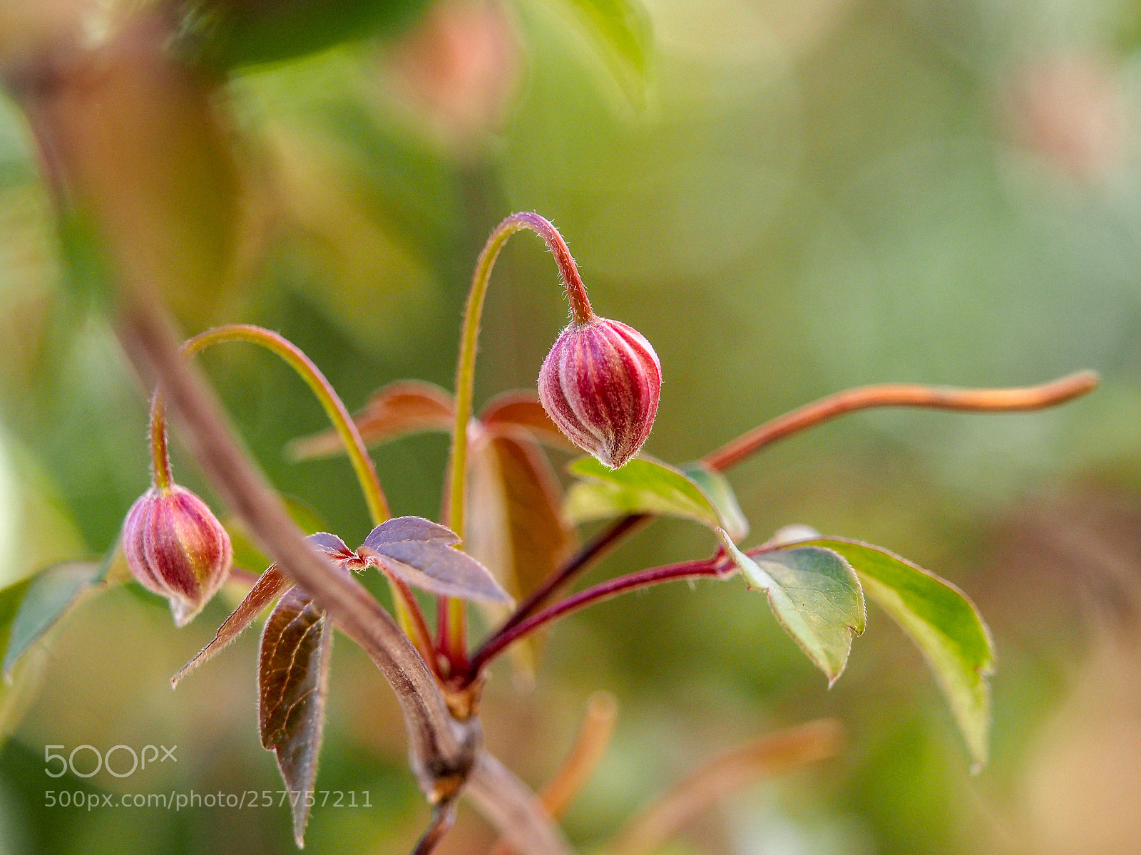 Olympus OM-D E-M5 sample photo. Clematis photography