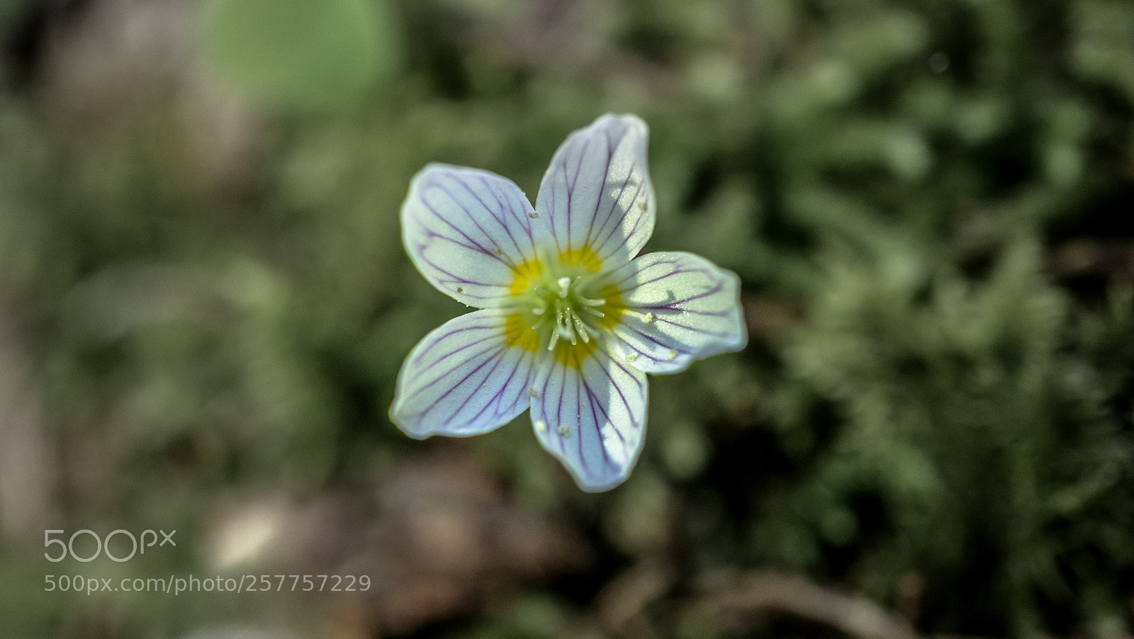 Sony a7R sample photo. Flower photography