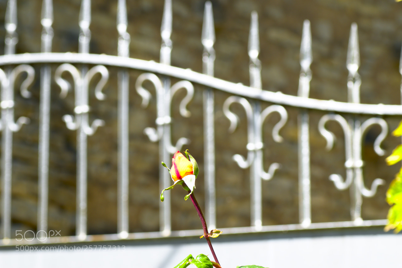 Nikon D5600 sample photo. Piques photography