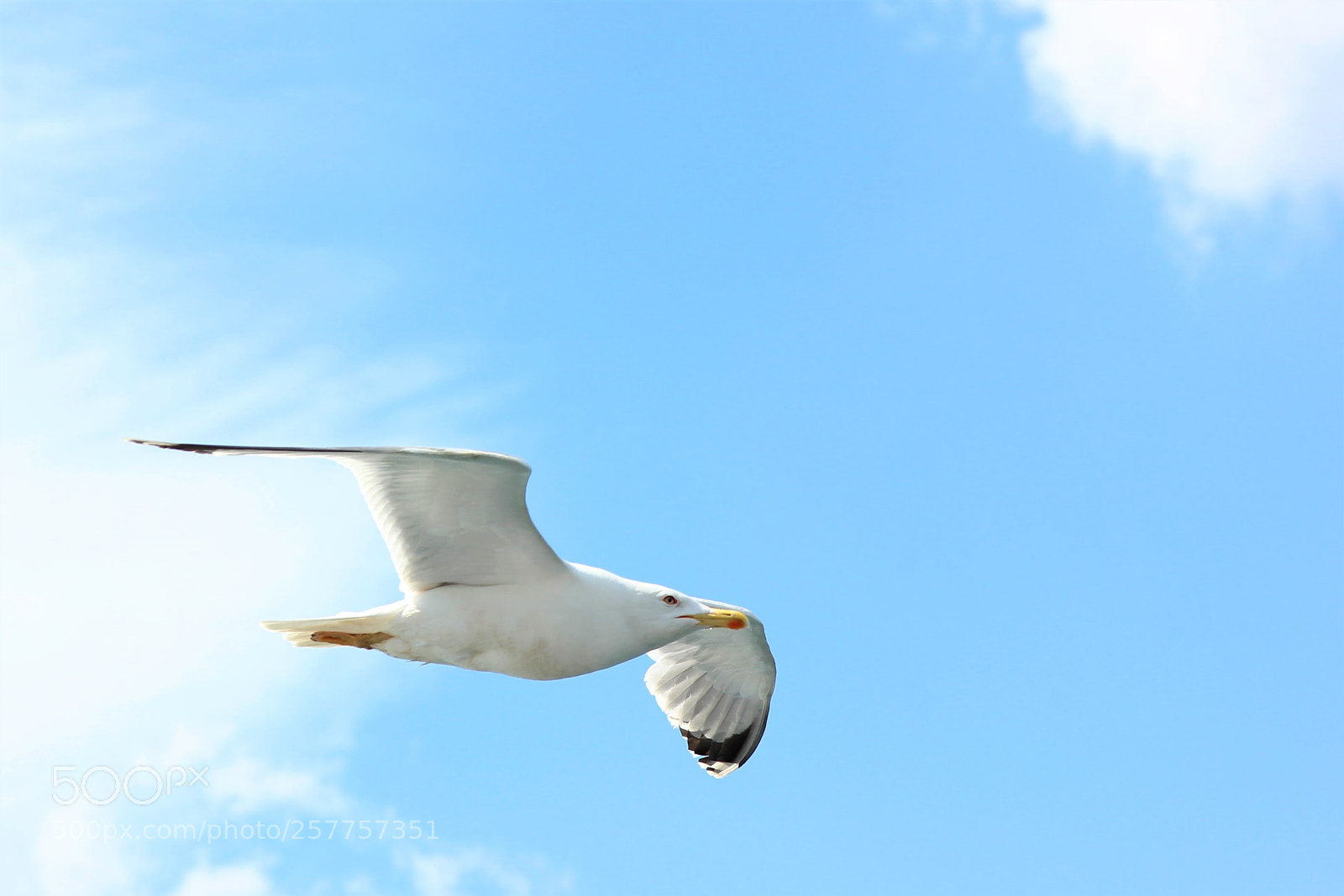 Canon EOS 600D (Rebel EOS T3i / EOS Kiss X5) sample photo. Seagull photography