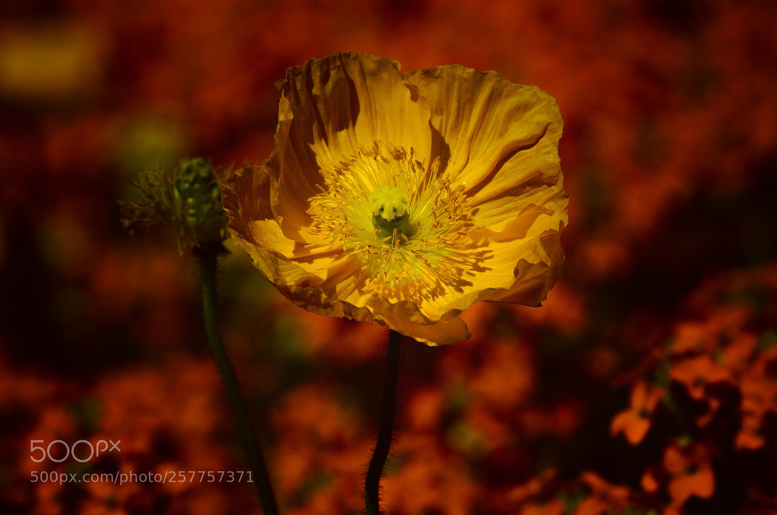 Sony SLT-A77 sample photo. Poppy photography