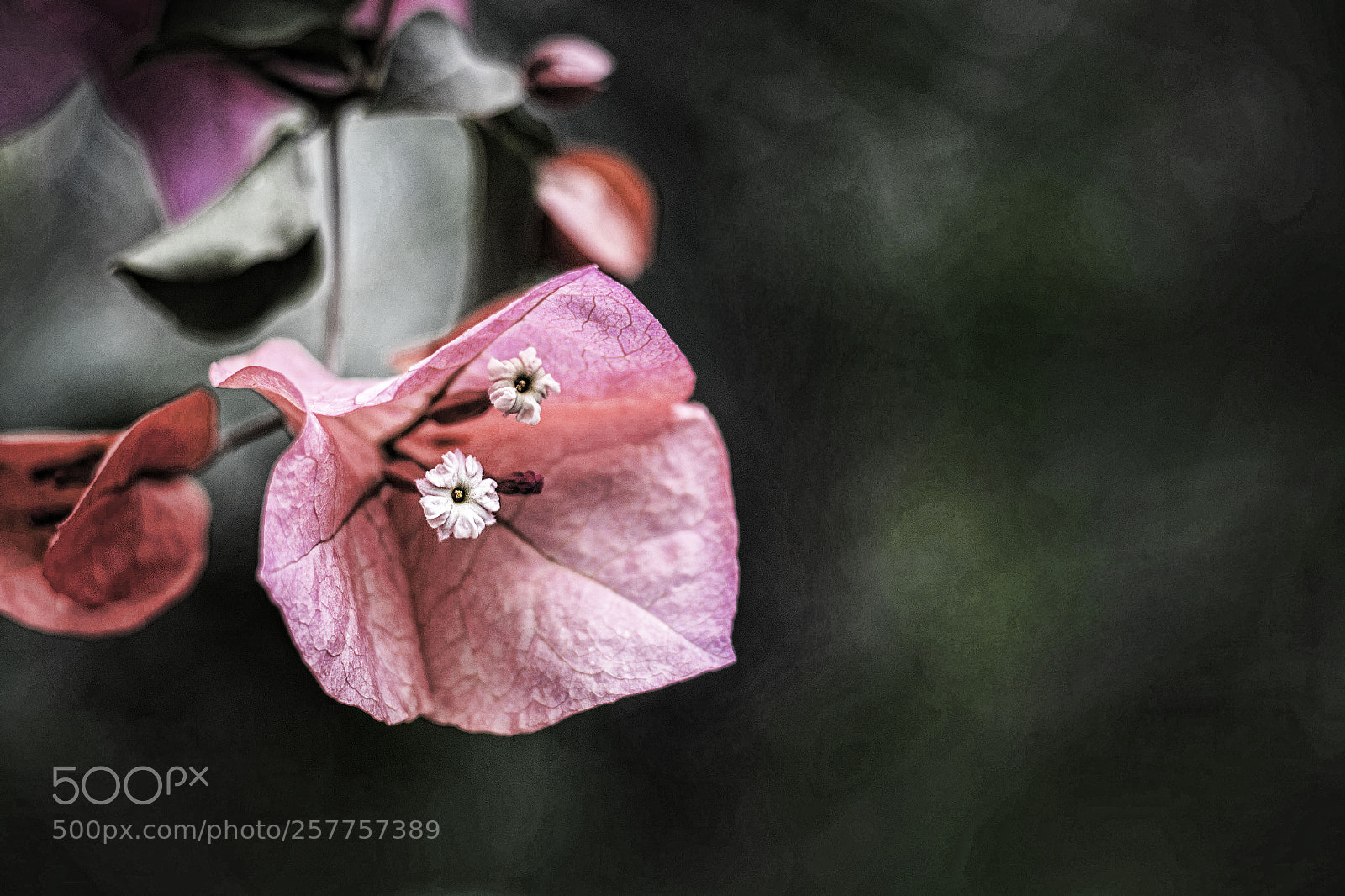 Canon EOS 70D sample photo. Dark beauty photography