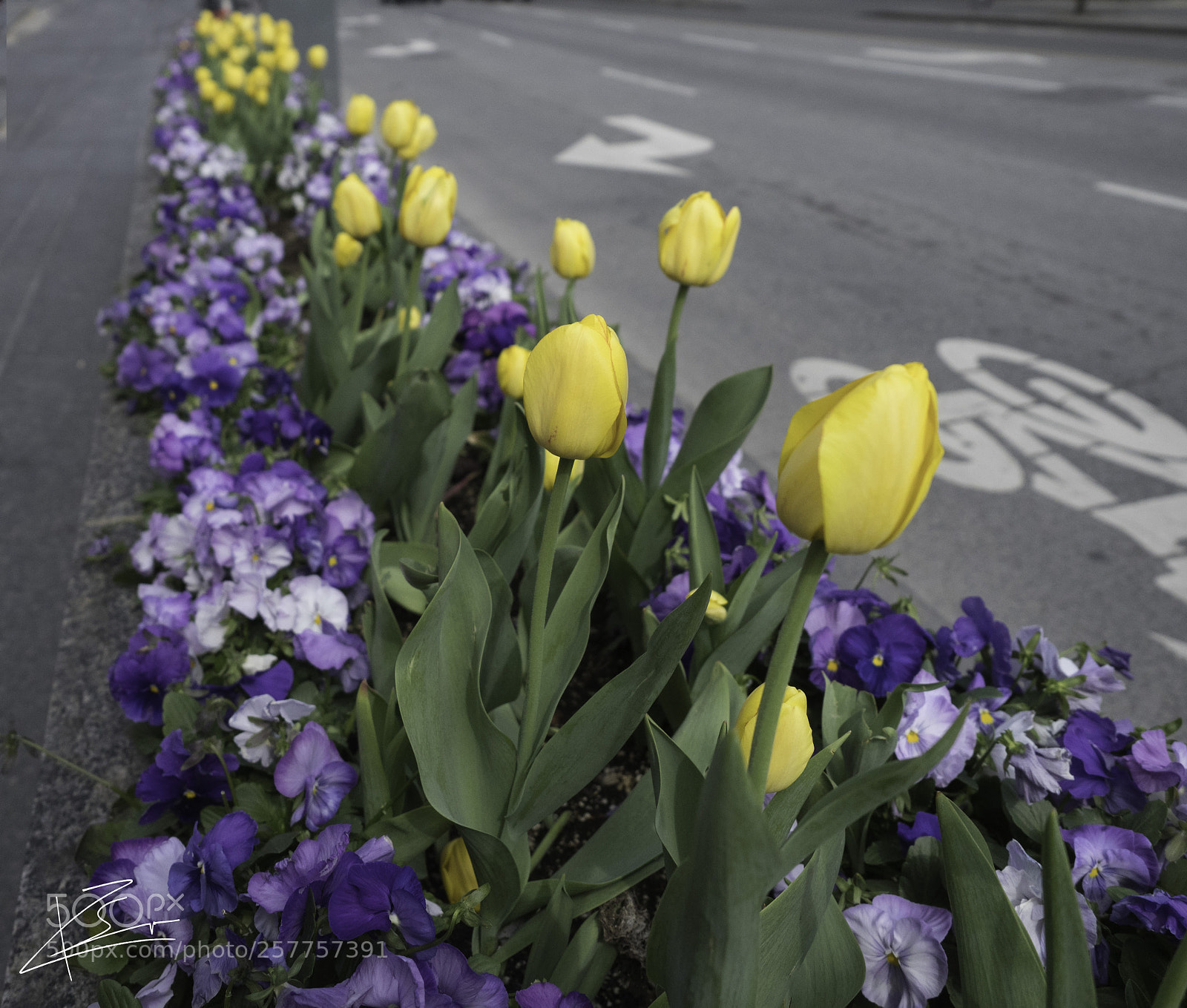 Olympus OM-D E-M1 Mark II sample photo. Spring in toronto photography