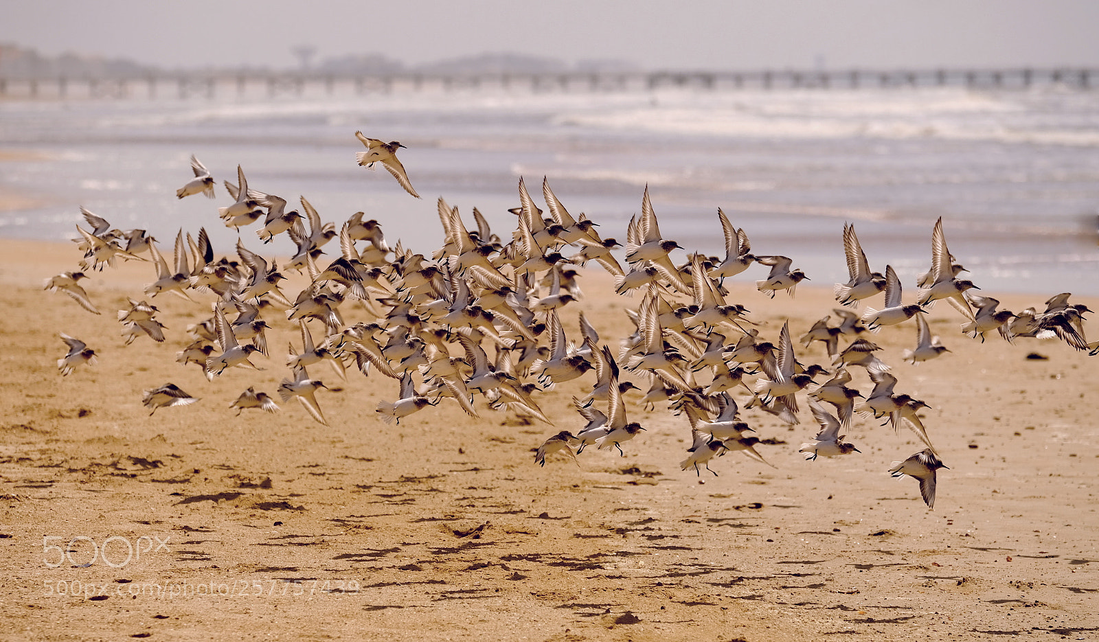 Fujifilm X-Pro2 sample photo. Oiseaux. photography