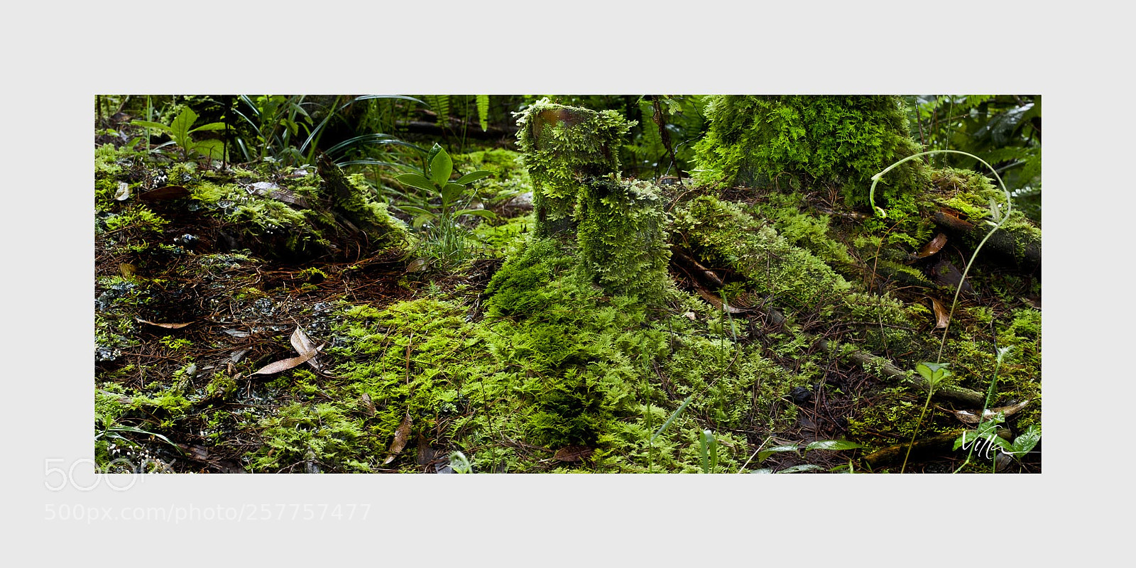 Canon EOS 50D sample photo. Bosques nativos photography