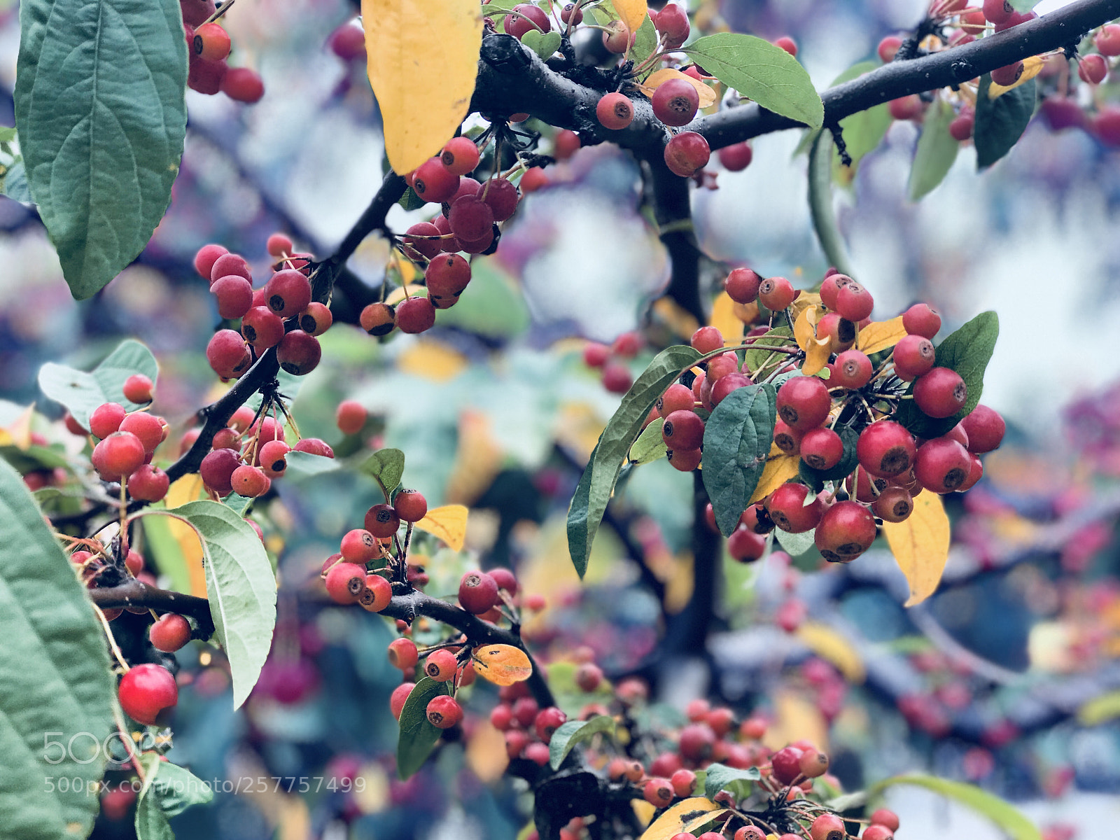 Apple iPhone 7 Plus sample photo. Spring  photography