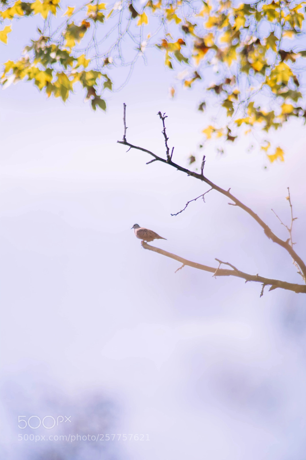 Nikon D7100 sample photo. Bird 2 photography