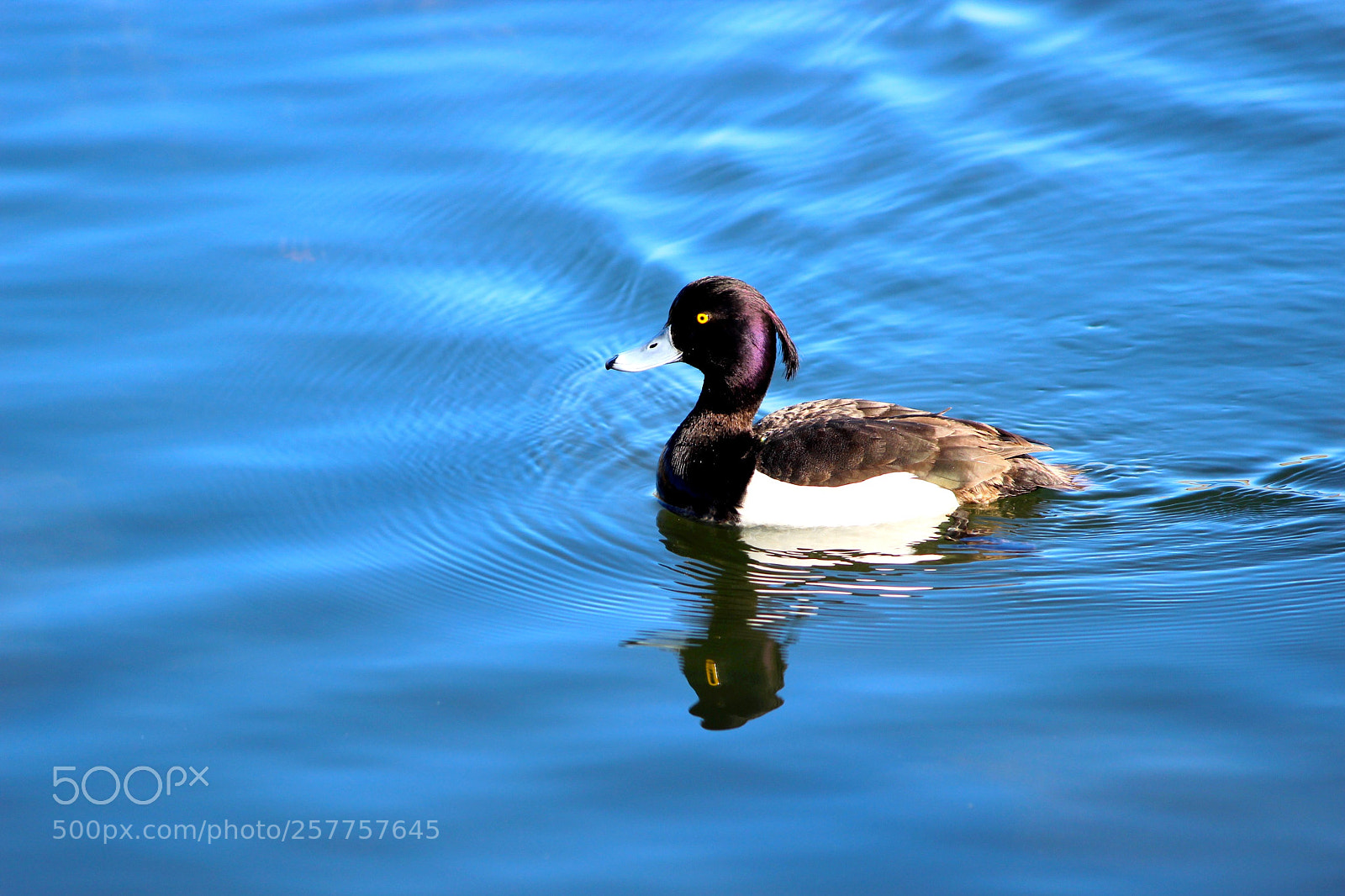 Canon EF-S 55-250mm F4-5.6 IS II sample photo. Хохла́тая че́рнеть photography
