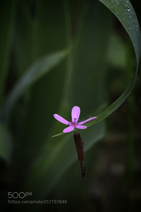 Pentax K-70 sample photo. The intruder photography