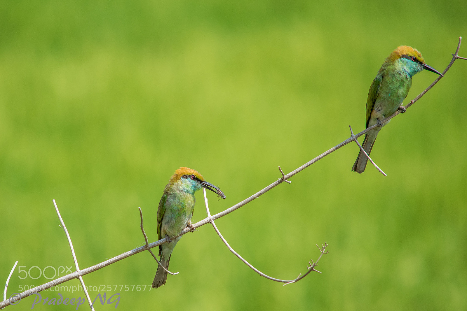 Nikon D3300 sample photo. Bee eater photography