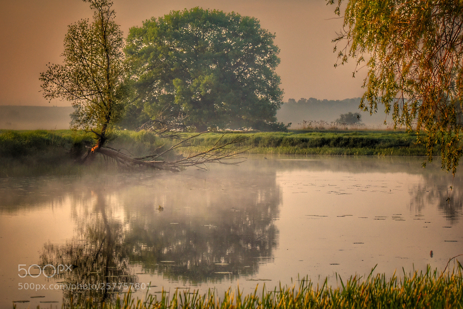 Nikon D750 sample photo. Fogg  photography