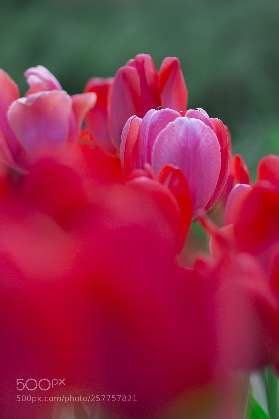 Canon EOS 600D (Rebel EOS T3i / EOS Kiss X5) sample photo. Color wrestling photography