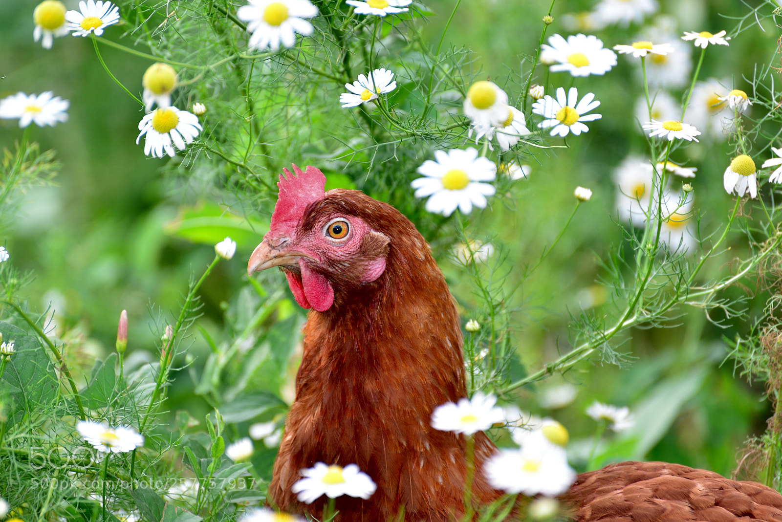 Nikon D600 sample photo. Red chicken in camomiles photography
