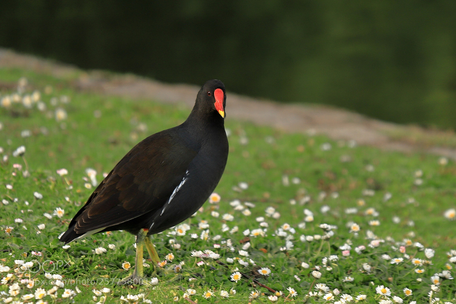Canon EOS 6D Mark II sample photo. Moorhen  photography
