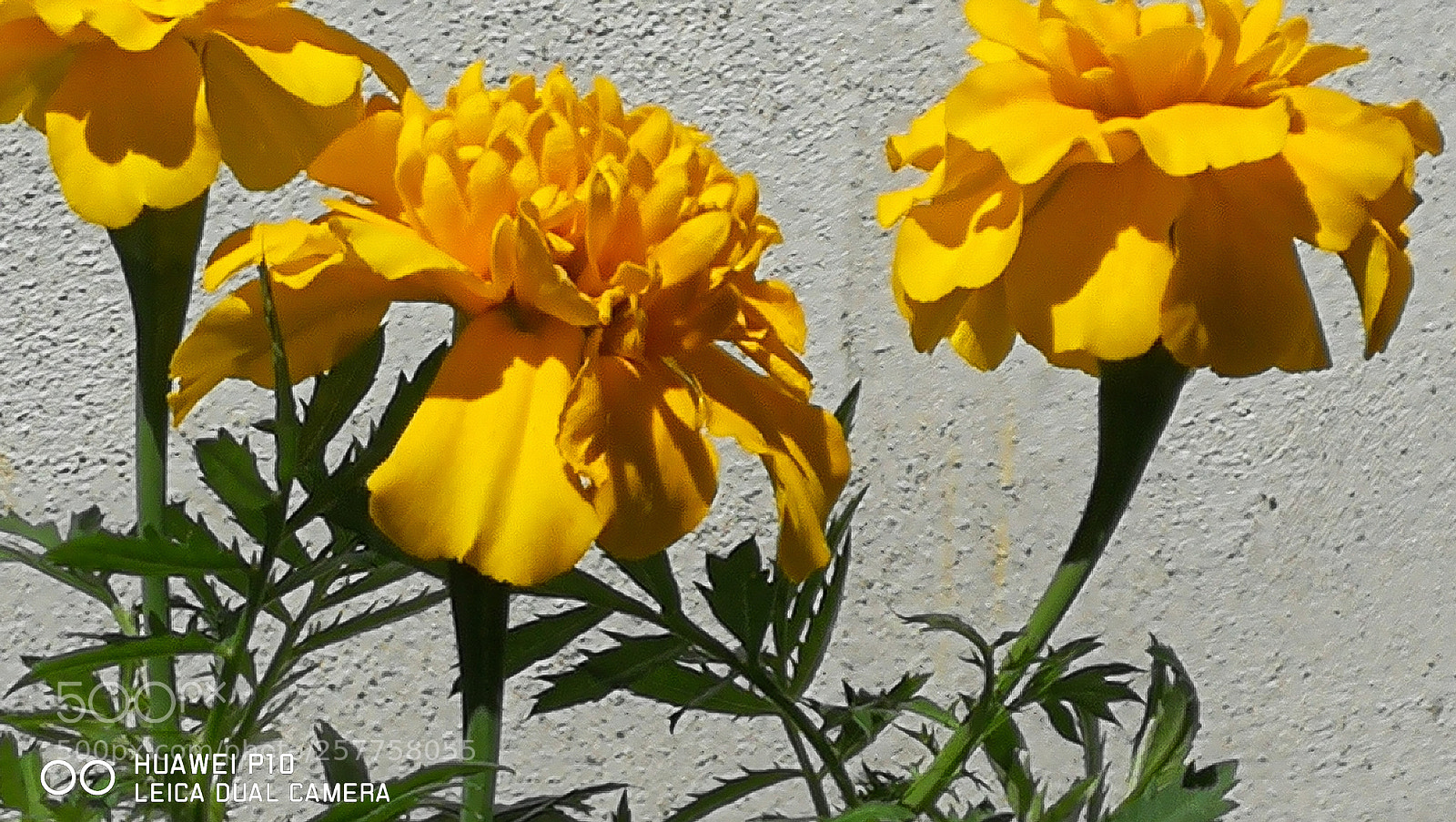 HUAWEI P10 sample photo. Yellow tris photography