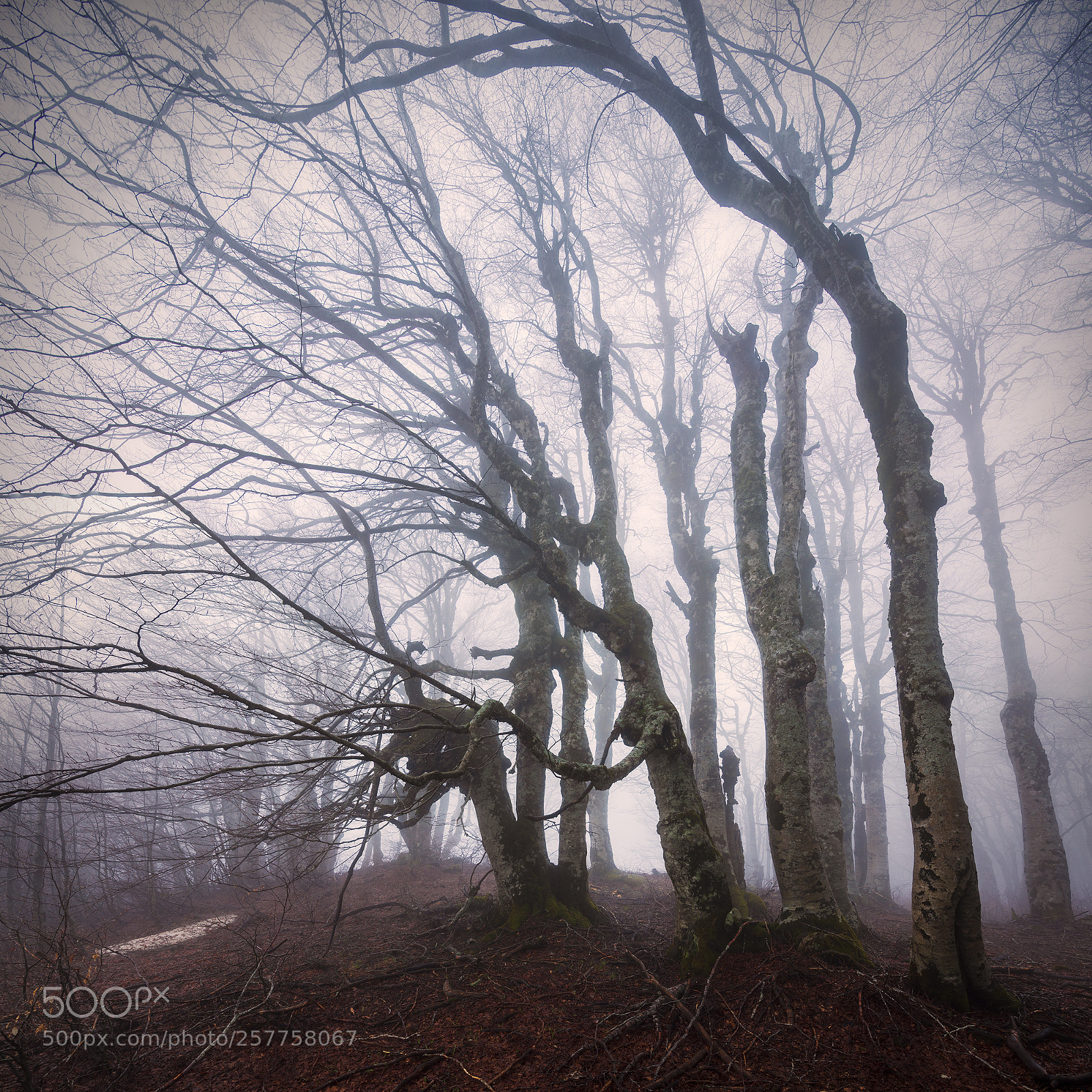 Canon EOS 5D Mark IV sample photo. Beech trees photography