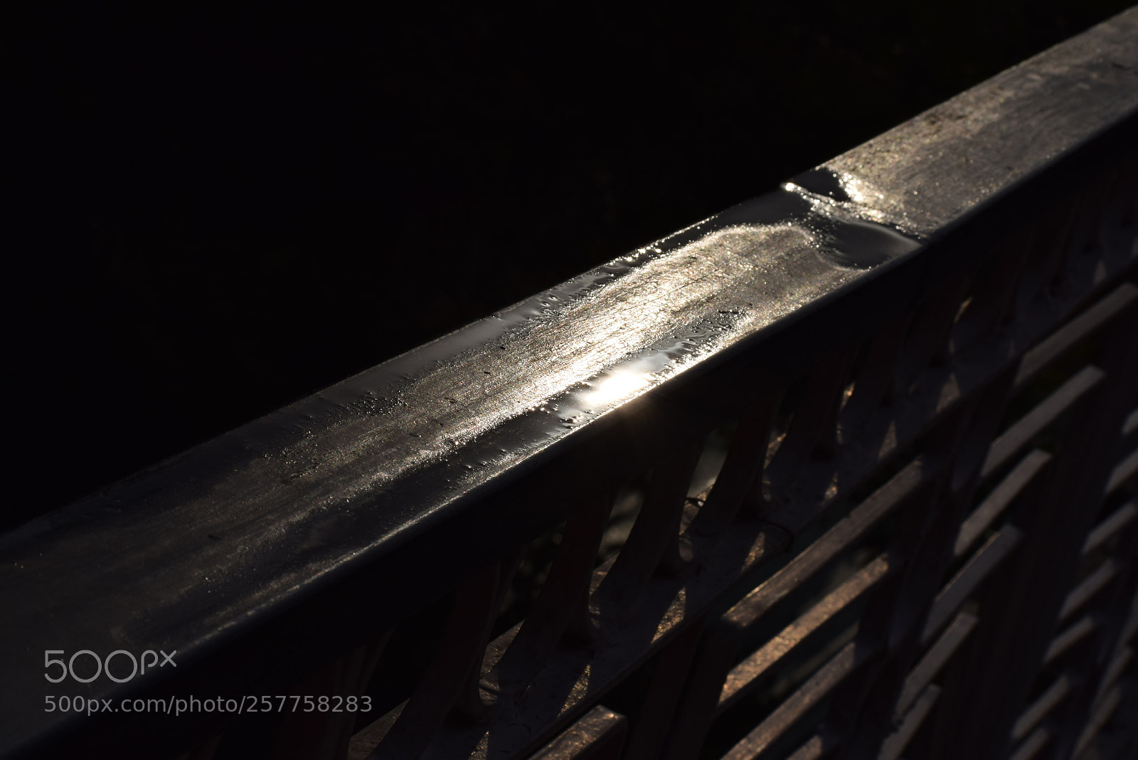 Nikon D5300 sample photo. Black shine photography
