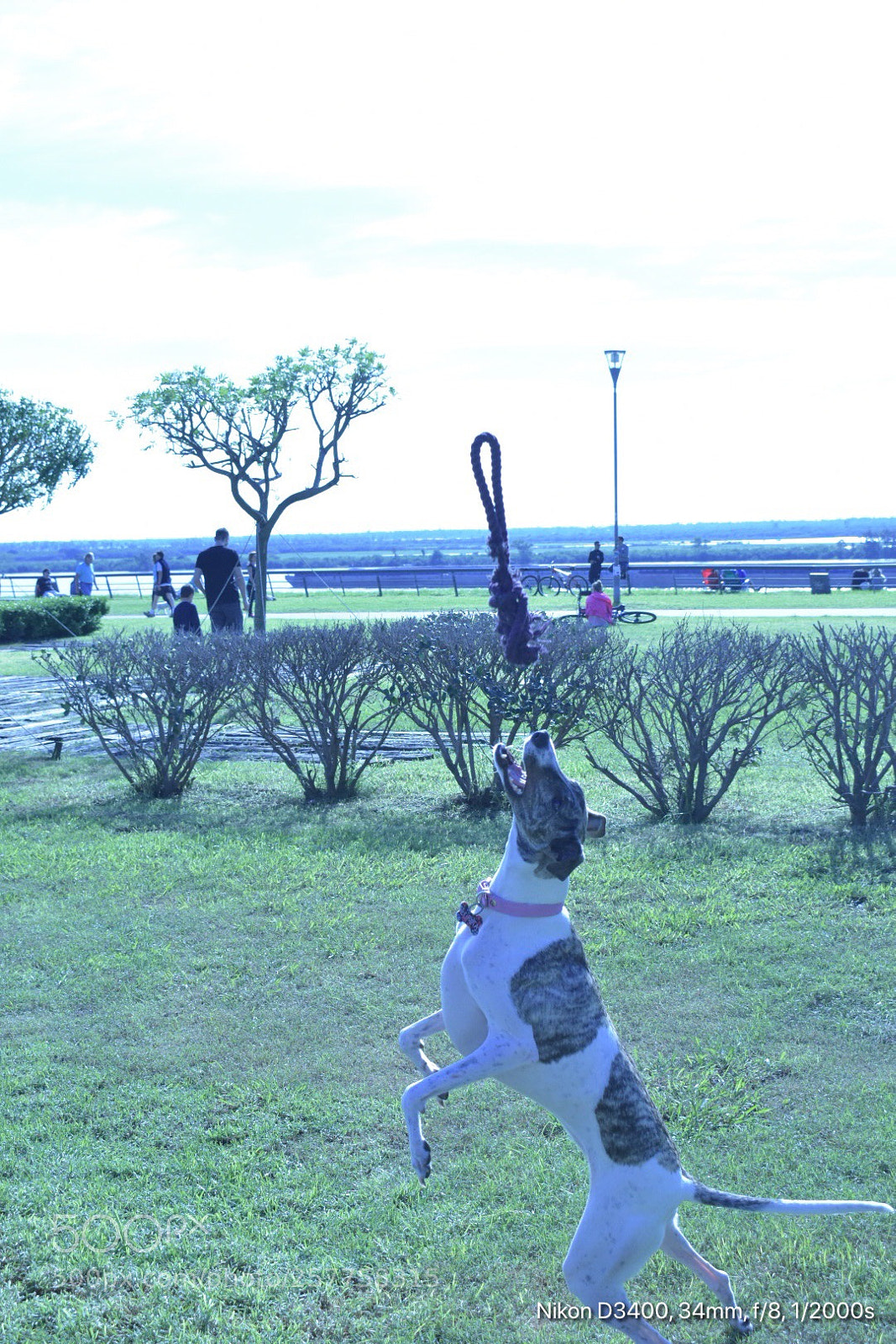 Nikon D3400 sample photo. Lupita jugando  photography