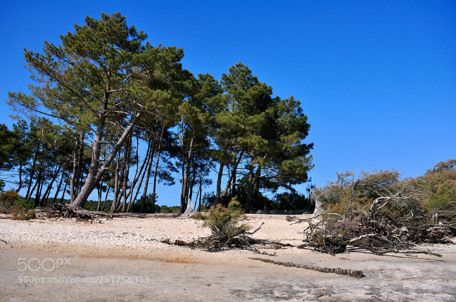 Nikon D90 sample photo. Pointe des quinconces photography