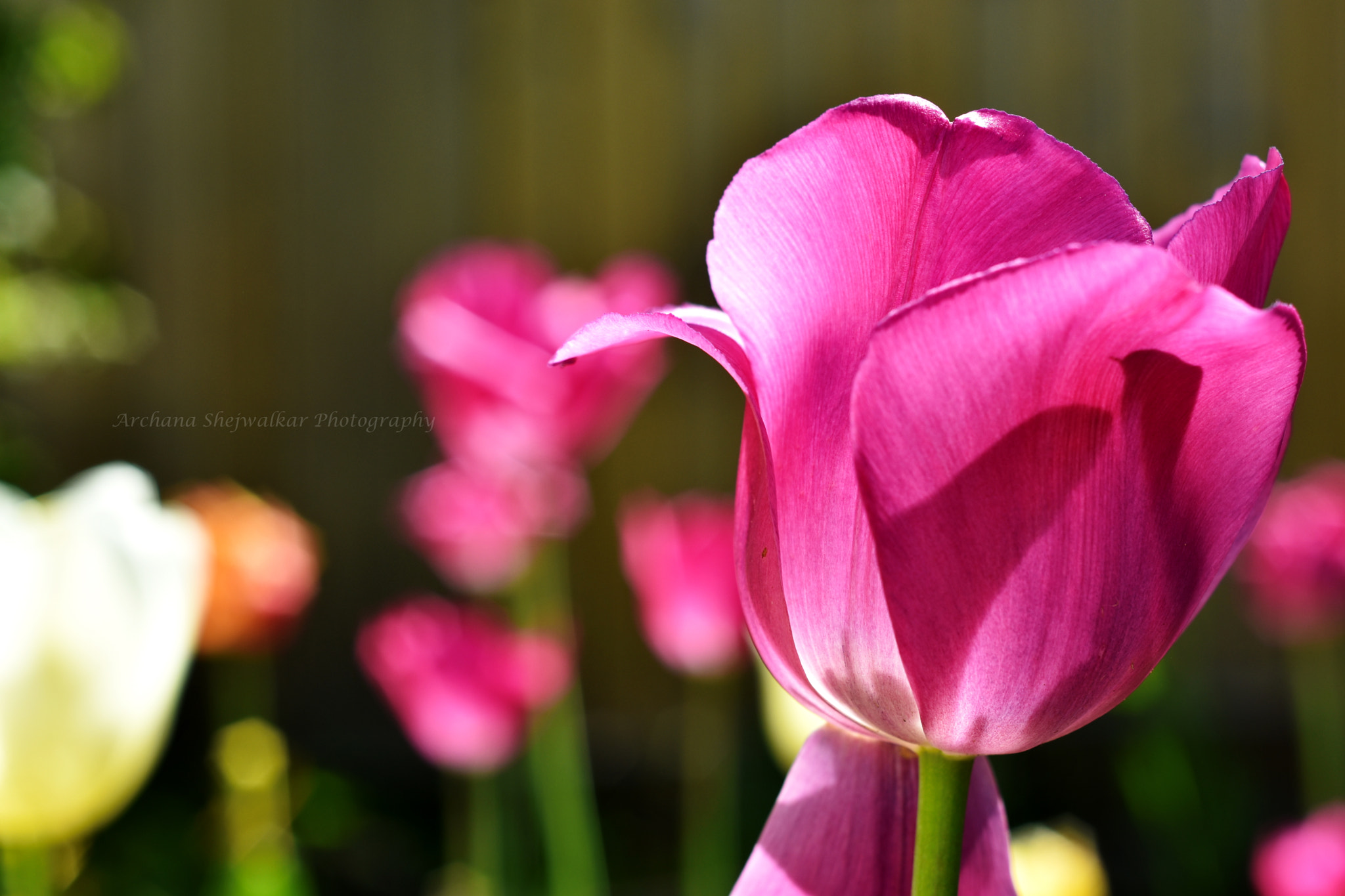 Nikon AF Nikkor 50mm F1.8D sample photo. Tulips photography