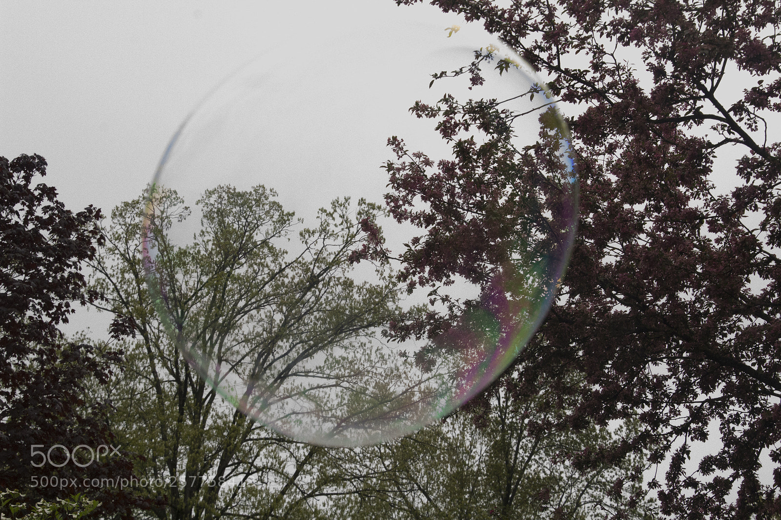 Canon EOS 1200D (EOS Rebel T5 / EOS Kiss X70 / EOS Hi) sample photo. Branches and bubble photography