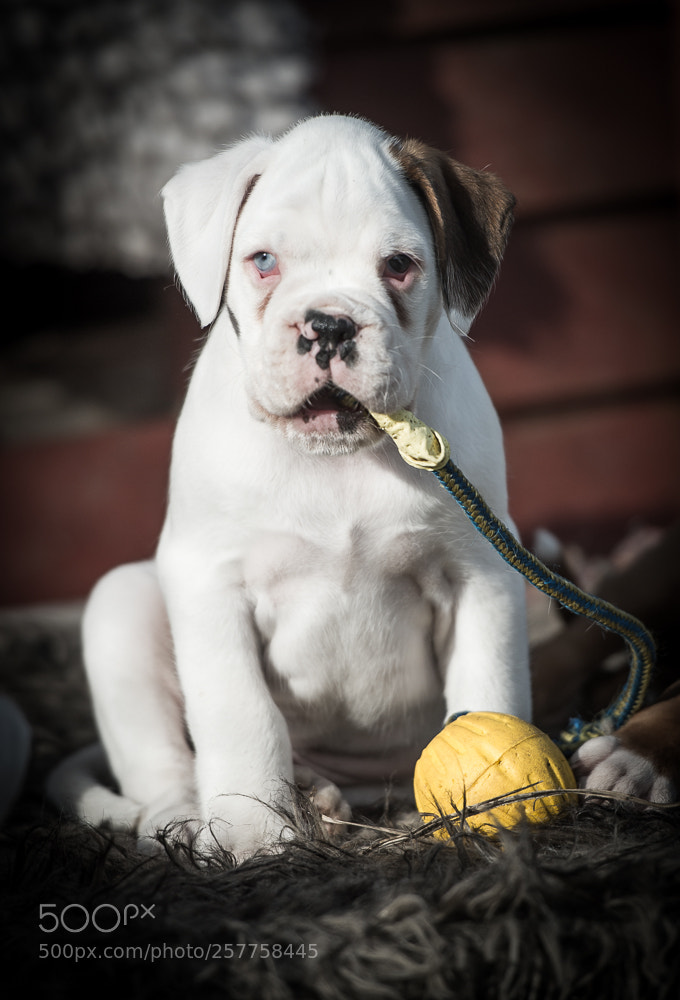 Nikon D4 sample photo. Dexter, 7 weeks photography