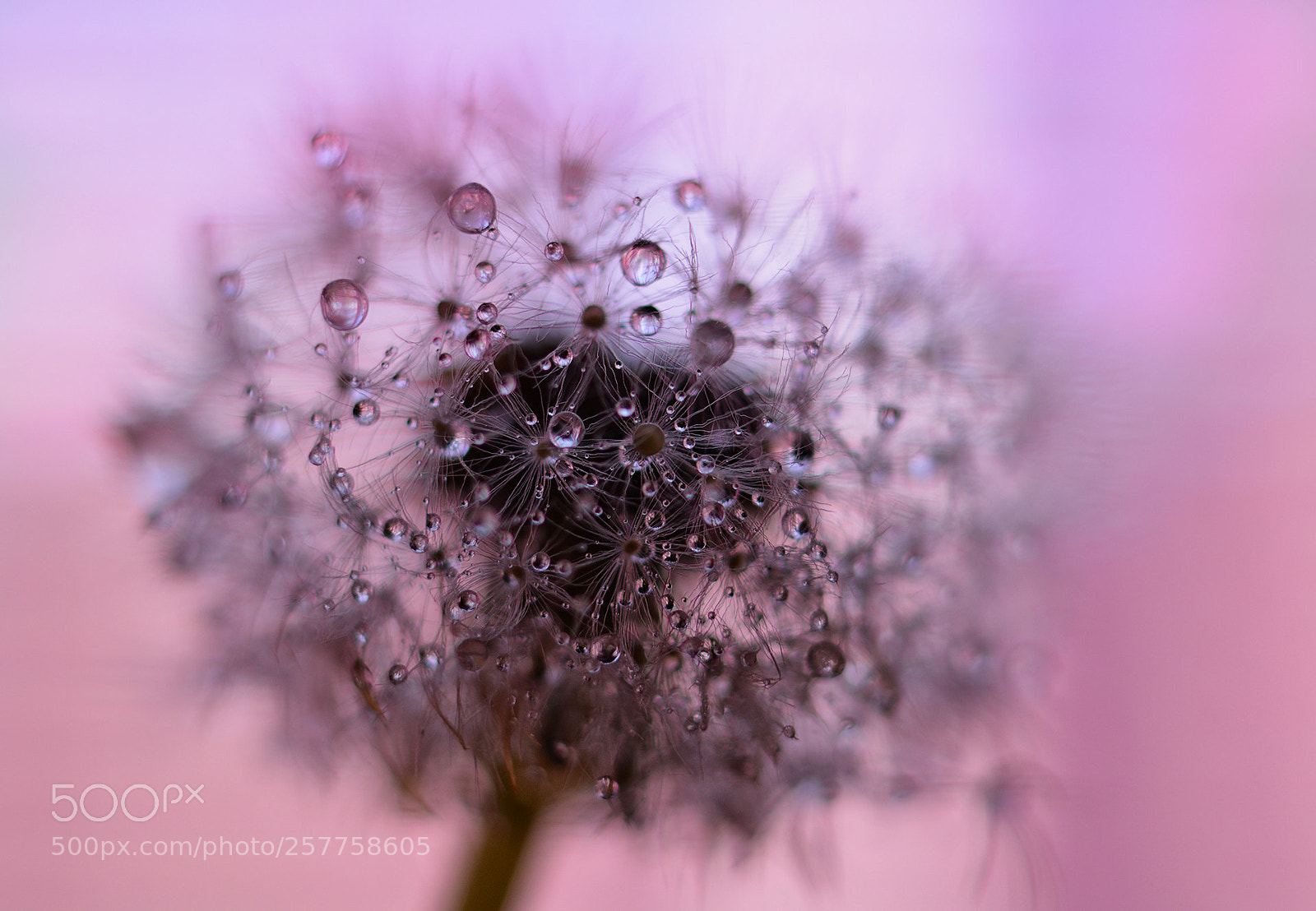 Nikon D5200 sample photo. Pink photography