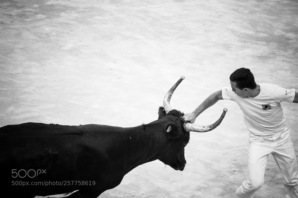 Canon EOS 7D sample photo. Toro v photography