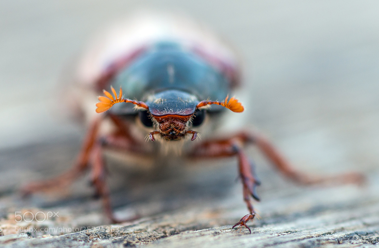 Nikon D800 sample photo. May beetle photography