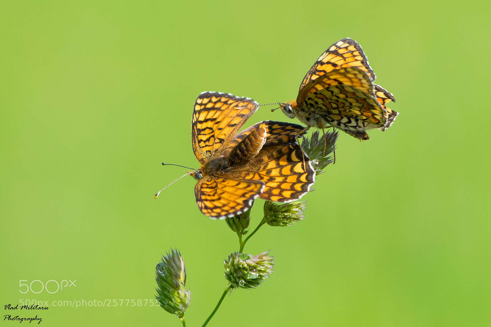 Nikon D5300 sample photo. Butterfly, mating ritual. photography