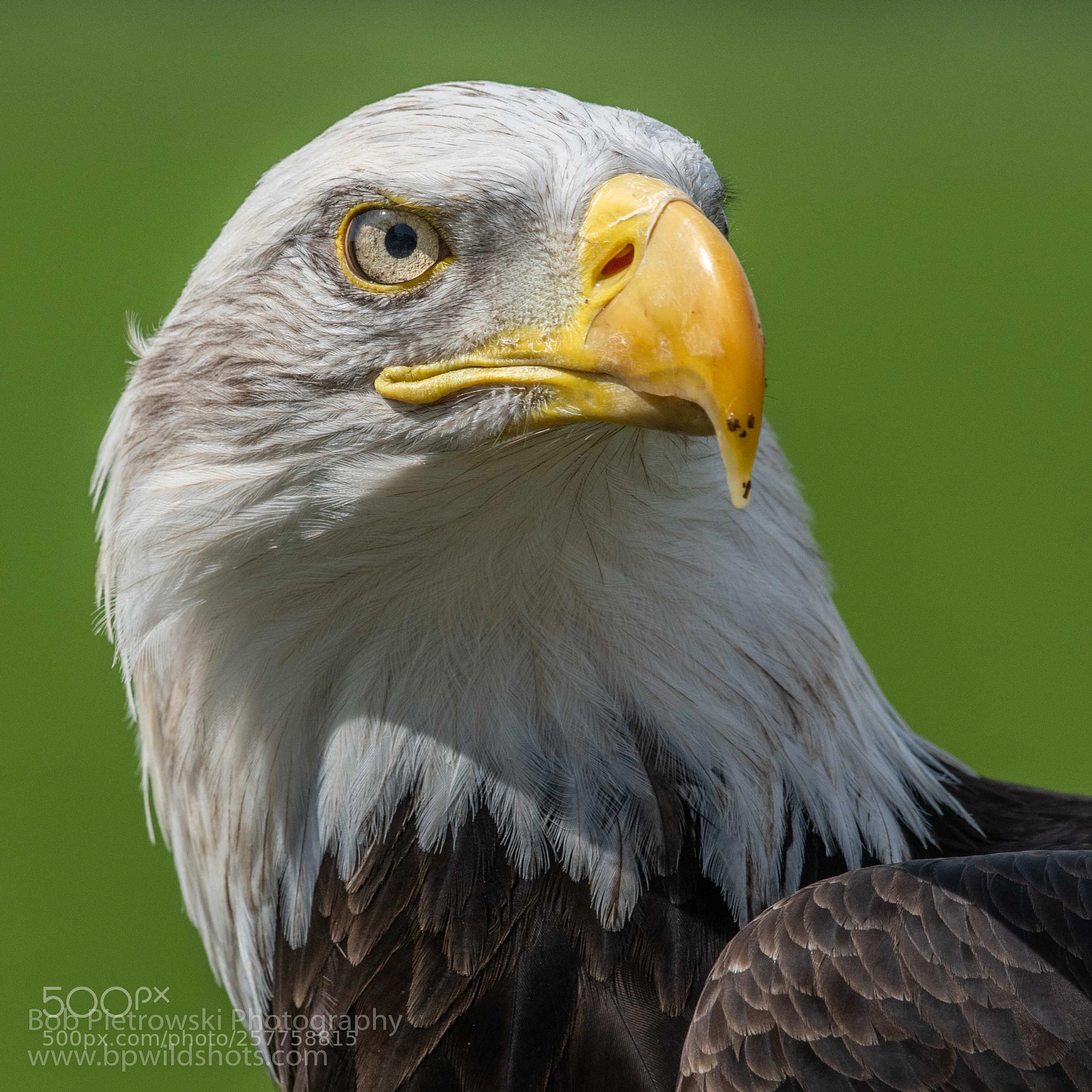 Nikon D500 sample photo. Captive bald eagle photography